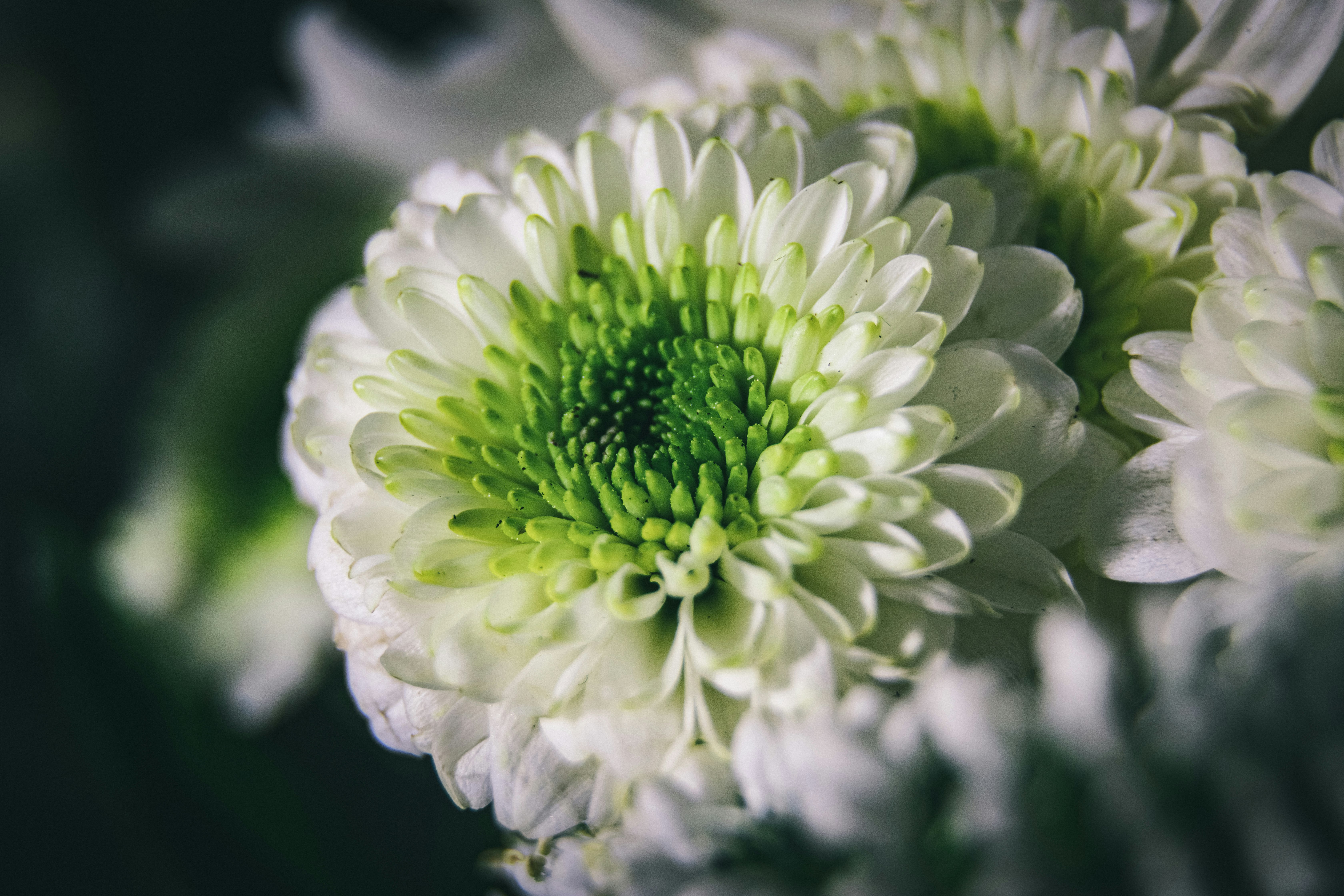white and green flower in close up photography